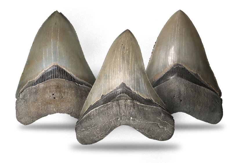 100 Authentic Megalodon Teeth Unbelievable Fossil Finds