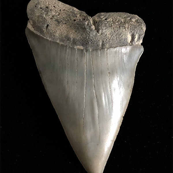 Mako Teeth Fossils