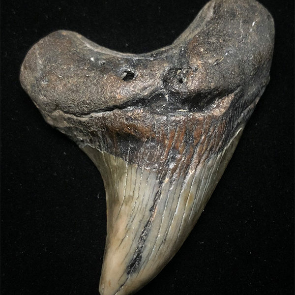 Paratodus Benedini Teeth Fossils