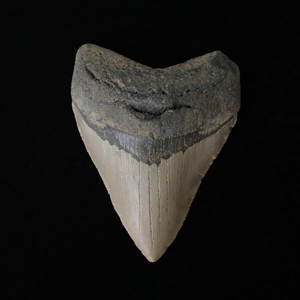 3"- 4" Megalodon Teeth