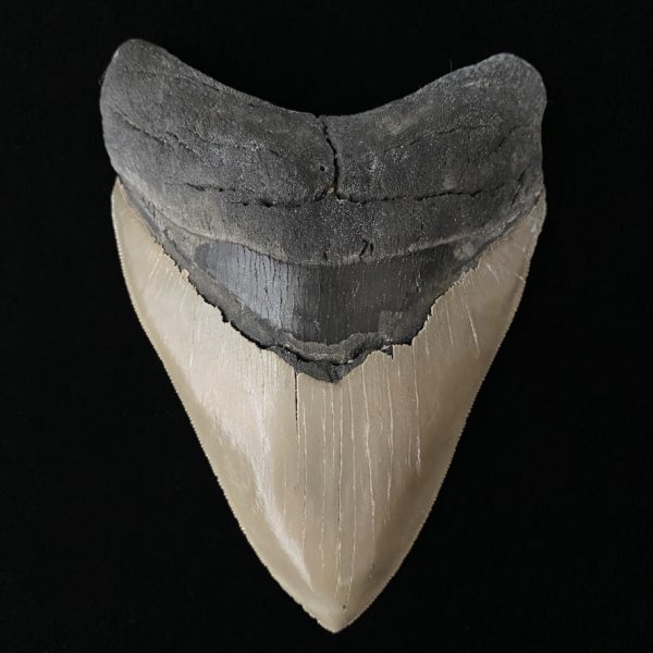 5"- 6" Megalodon Teeth