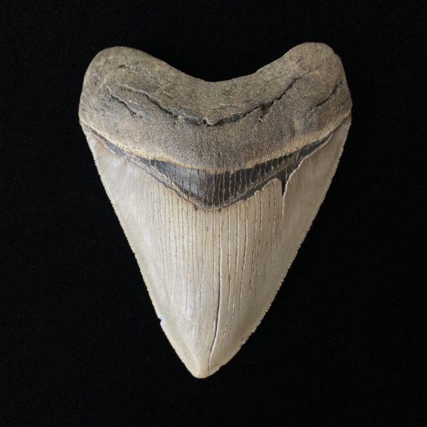 4"- 5" Megalodon Teeth