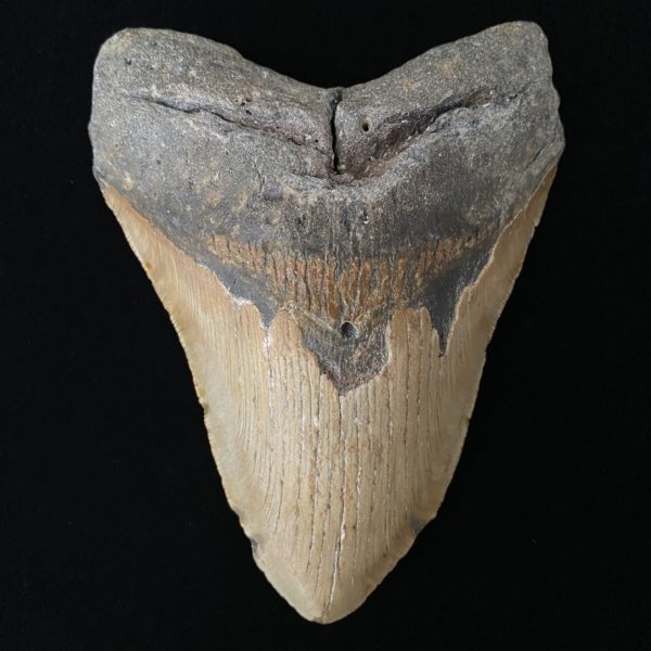 6" Megalodon Teeth