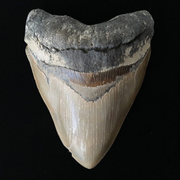 Massive 6" Megalodon Teeth