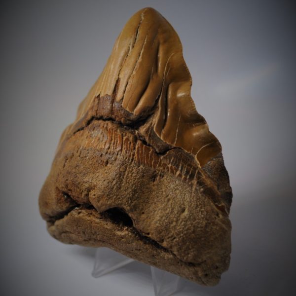 Pathological Megalodon Teeth