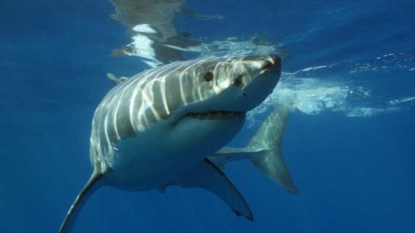The Great White Shark vs The Megalodon | The Fossil Exchange 1