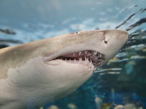 Closeup of a sharks face