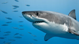 What Makes Shark Teeth Black Exploring the Factors Behind It.