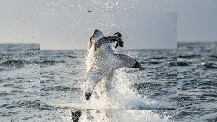 Shark jumping out of the water