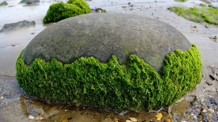 Moss on a stone