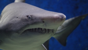 Shark Face