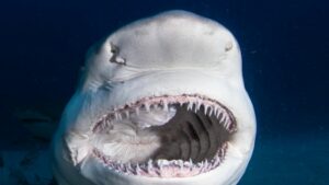 Shark Mouth Open
