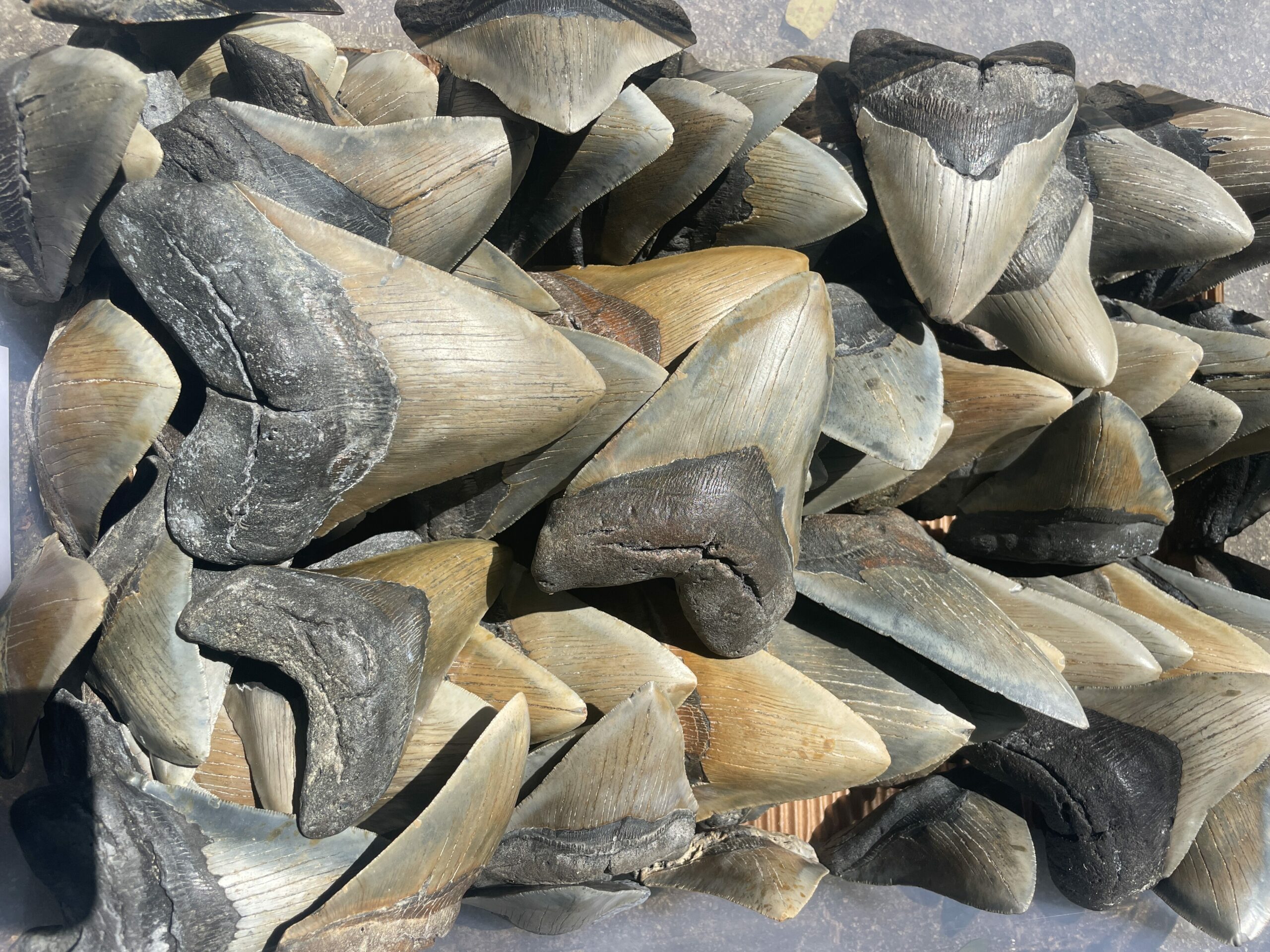 Megalodon teeth found in North Carolina.