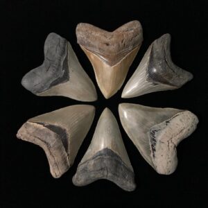 Fossilized Megalodon Teeth