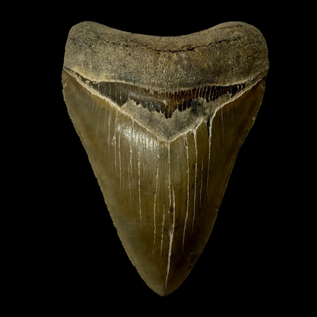 high quality megalodon tooth