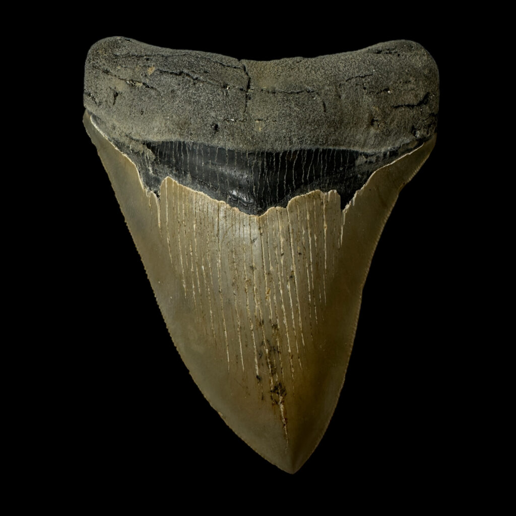 high quality megalodon tooth