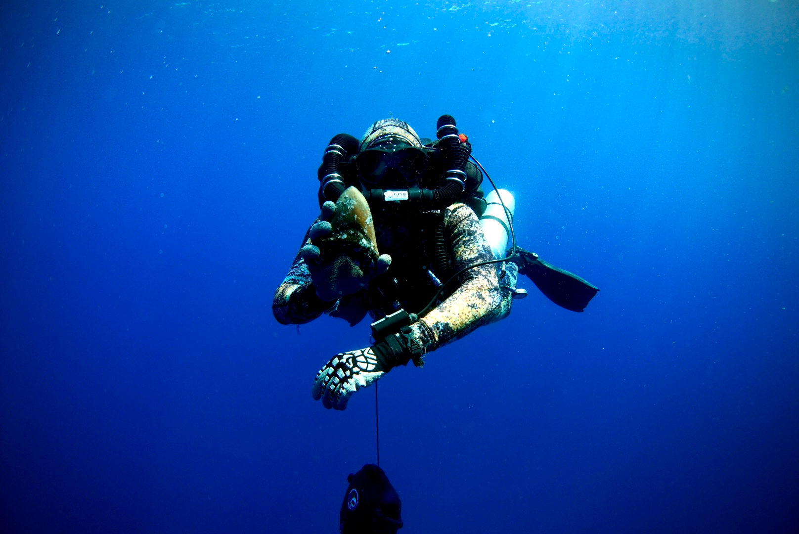 a diver holding a megalodon tooth