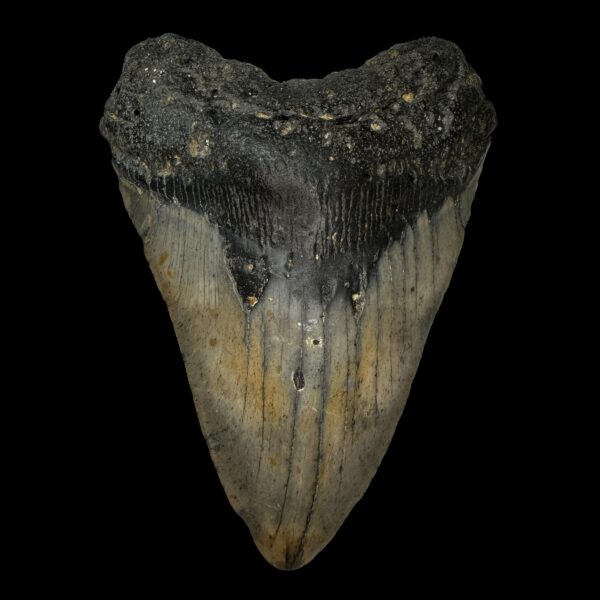 Megalodon Tooth Discoveries