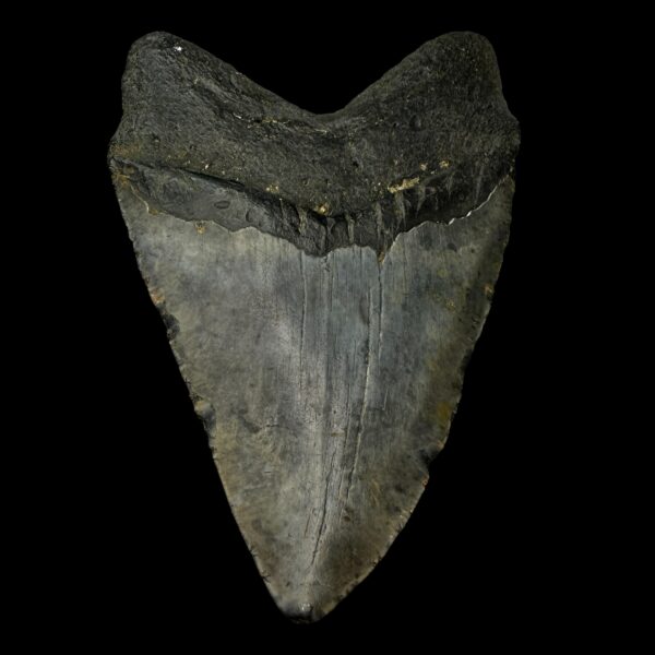 Megalodon Tooth Discoveries