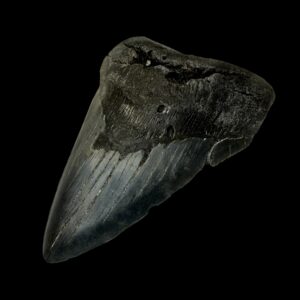 How Old Are Megalodon Teeth?