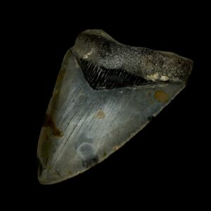 How Old Are Megalodon Teeth?
