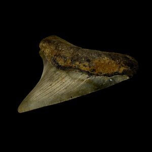 Where find megalodon teeth