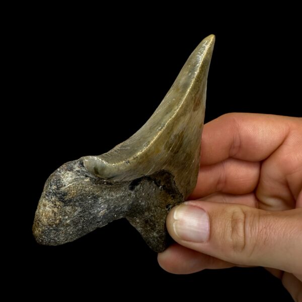 Megalodon teeth fossil