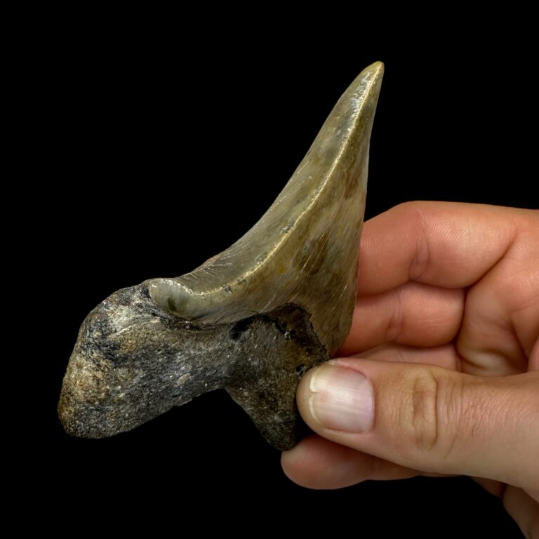 Megalodon teeth fossil