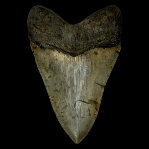 megalodon teeth for sale