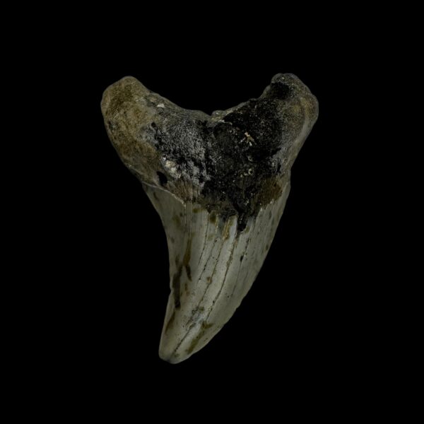 how to find megalodon teeth