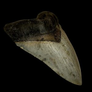 megalodon teeth for sale