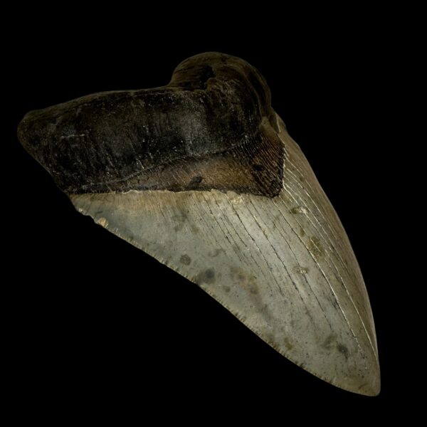 megalodon teeth for sale