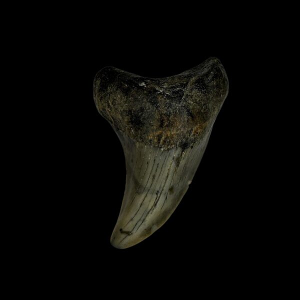 megalodon teeth for sale