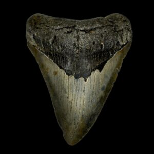 megalodon teeth for sale