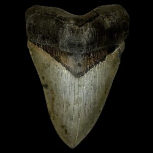 megalodon teeth for sale