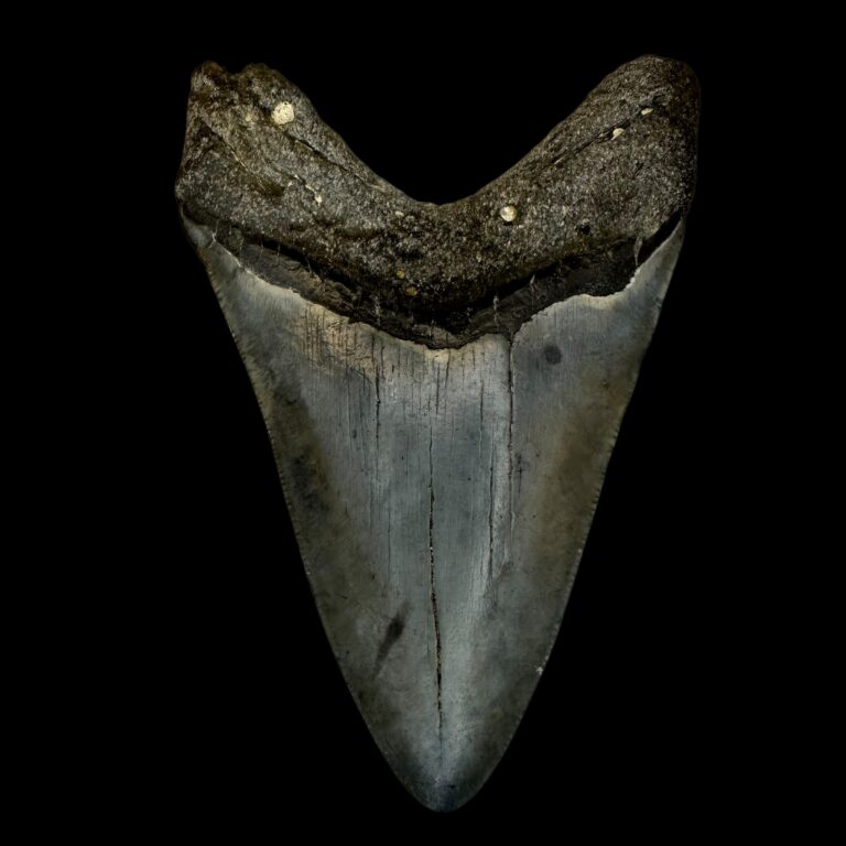 Megalodon teeth fossils