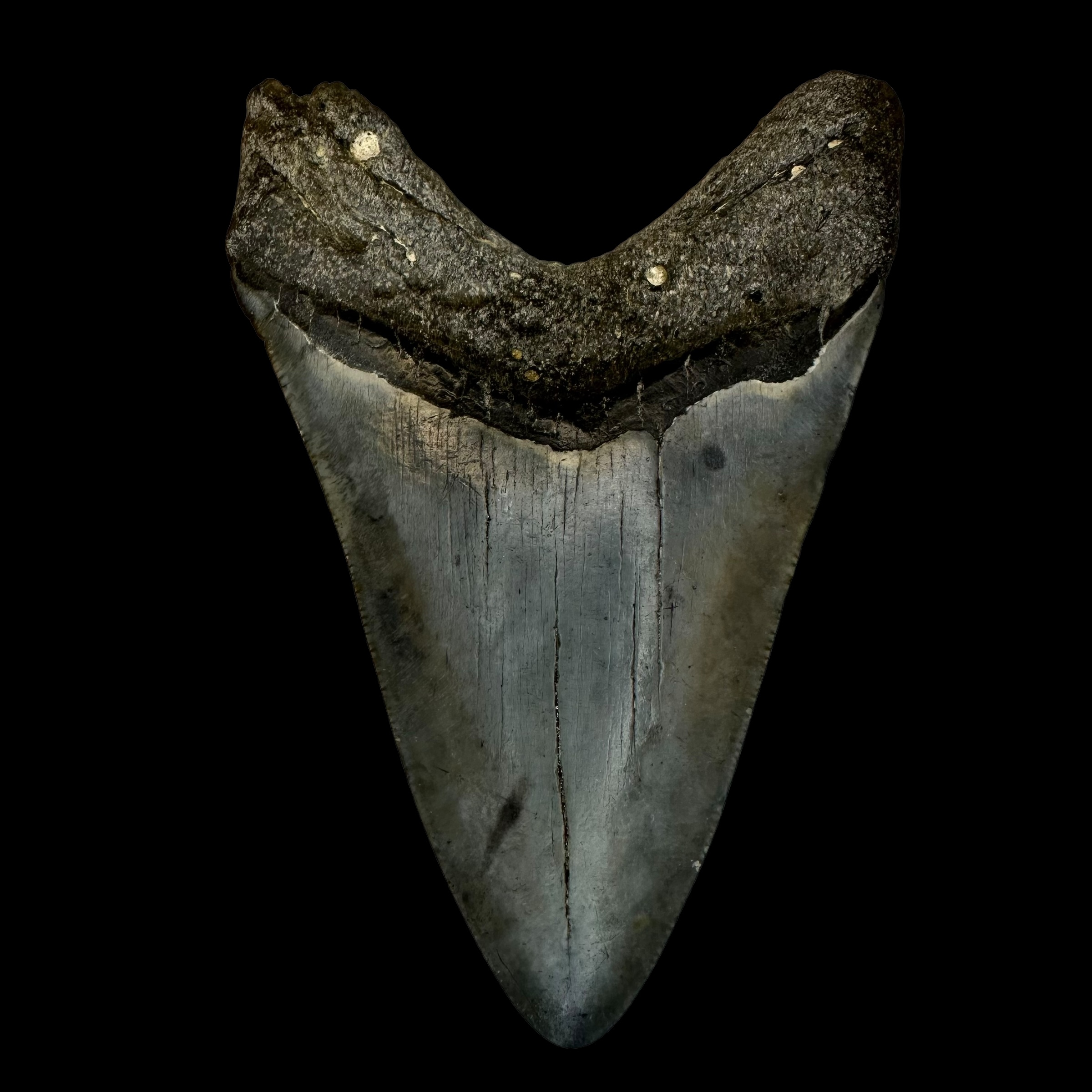 Megalodon teeth fossils