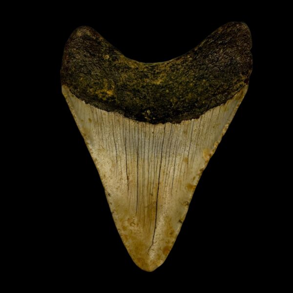 biggest megalodon teeth