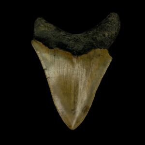 Where to Find Megalodon Teeth