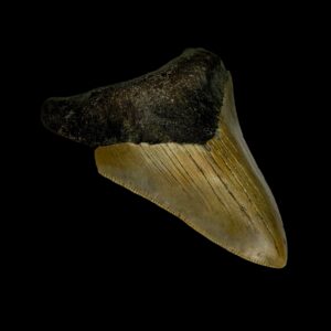 Where to Find Megalodon Teeth