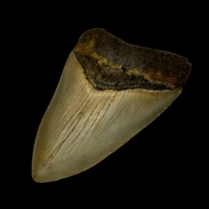 how to find megalodon teeth