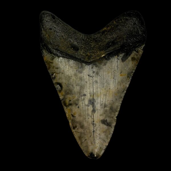 Where find megalodon teeth