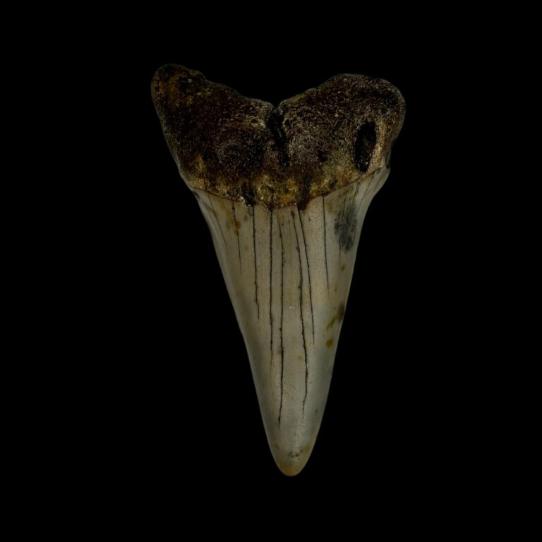 Uncover the Mystery of Ancient Shark Teeth Fossils