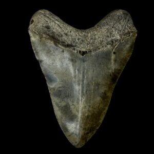 Megalodon teeth fossil