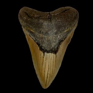 Biggest Megalodon Teeth