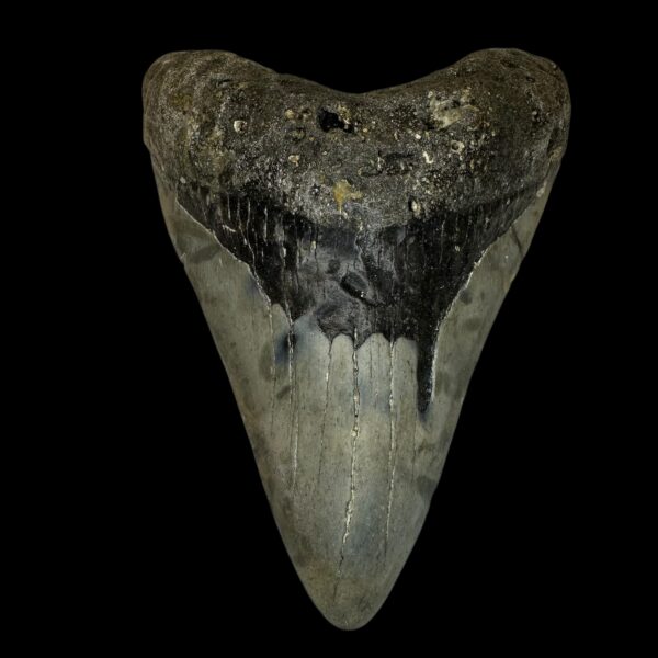 megalodon teeth for sale