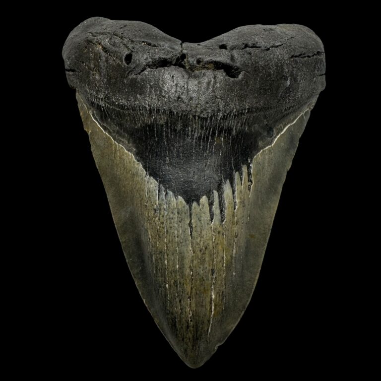 Megalodon fossils