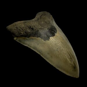 buy Megalodon teeth