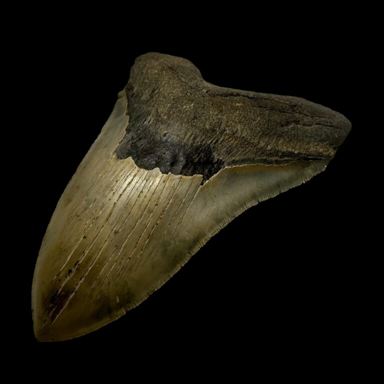 Prehistoric shark fossils