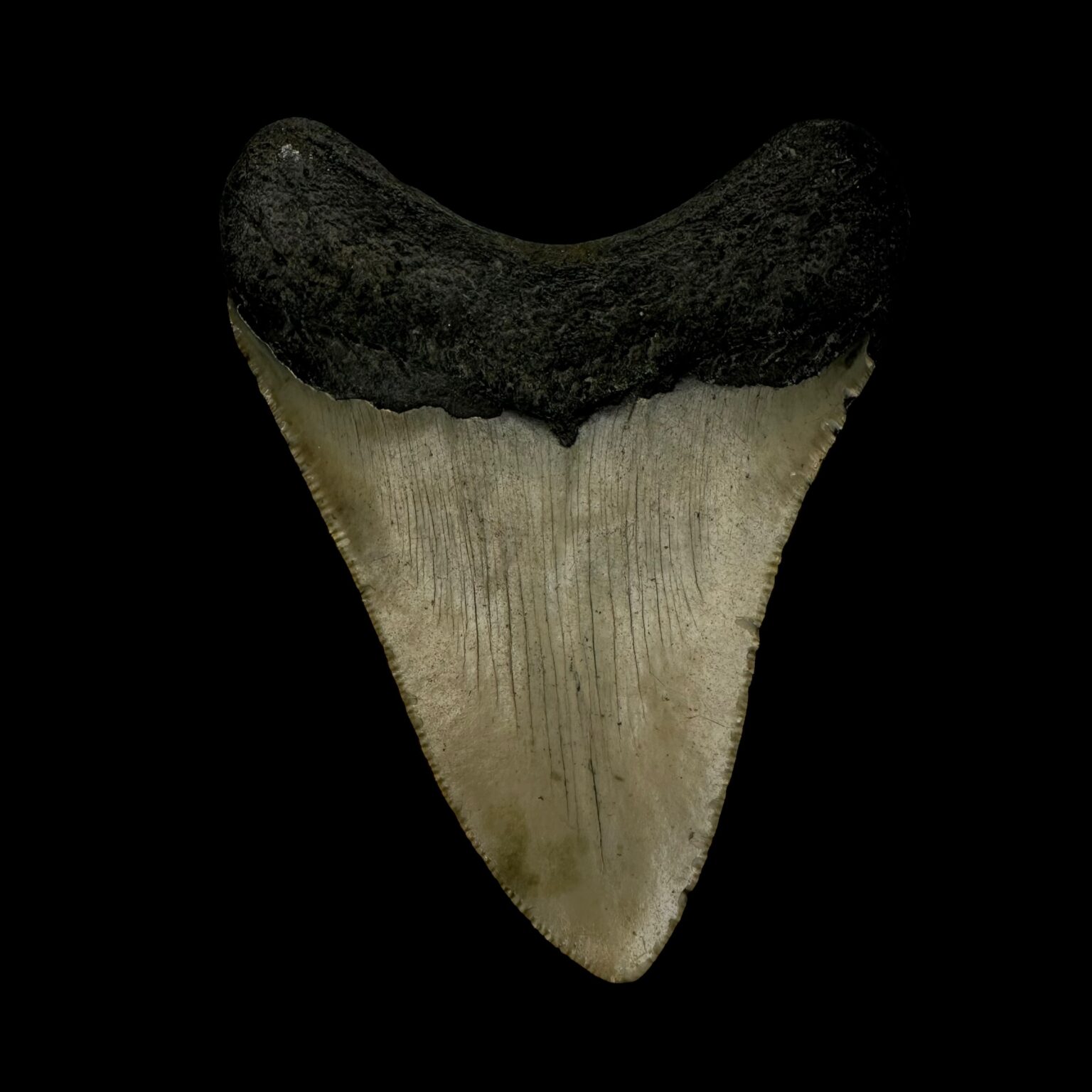 7 Incredible Facts About Megalodon Tooth Size: How Big Were These ...